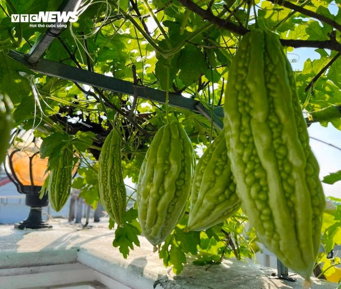 Các loại cây trái luân phiên trong vườn