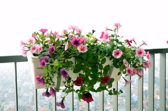 Dạ yến thảo với sắc màu đa dạng, rất phù hợp trồng trong chậu treo (Ảnh: Hoa cây cảnh seelife)