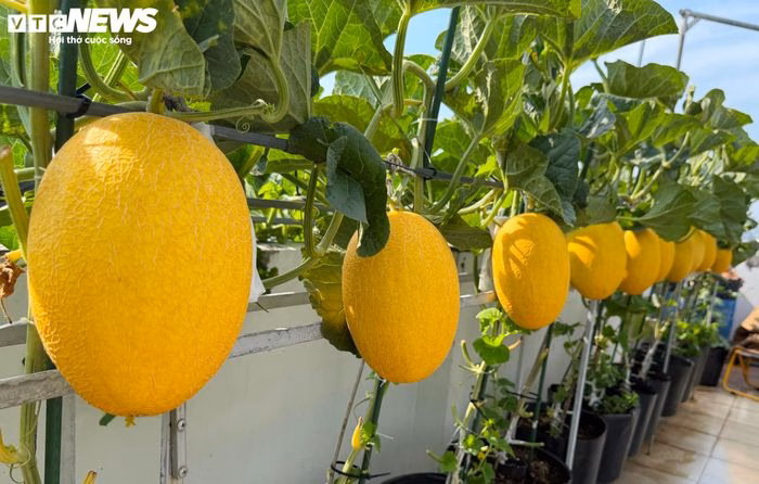 Thu hoạch đúng thời điểm chín tự nhiên là yếu tố quyết định hương vị của trái cây.
