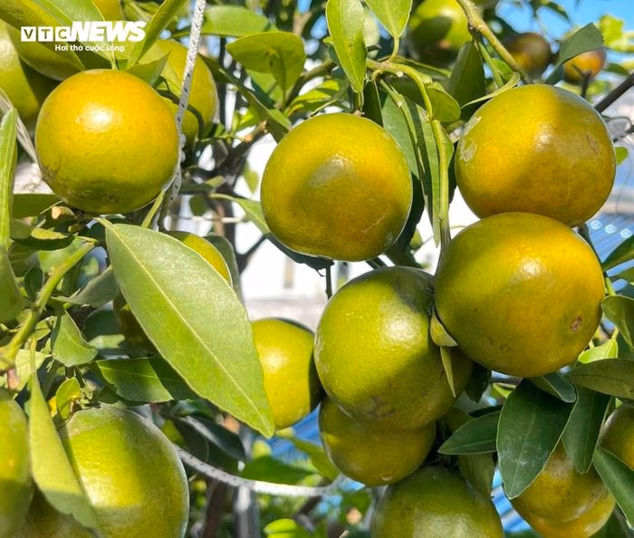 Chiến lược trồng luân phiên giúp vườn luôn xanh mướt và trĩu quả suốt bốn mùa.